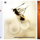 Illustration for article titled Perfectly-Preserved Plants And Insects Discovered From 95 Million Years Ago